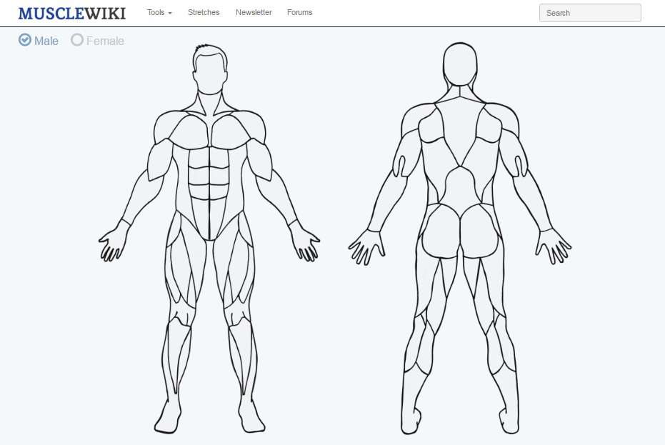 MuscleWiki - Силовые упражнения для всех групп мышц