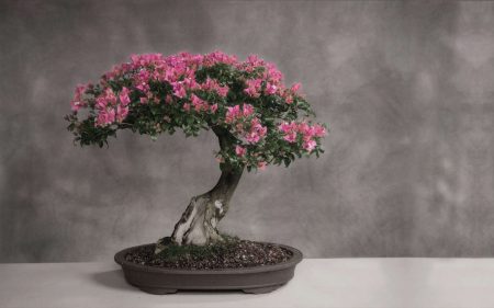 iskusstvo-bonsay