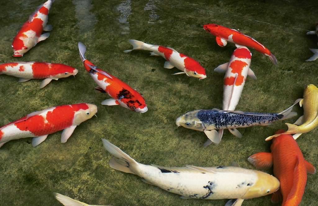 В пруду можно разводить 2-3 декоративные разновидности рыб