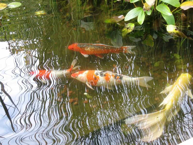 Китайские и японские селекционеры вывели карпа-кои, который очень быстро стал одной из самых популярных декоративных рыб для пруда на даче