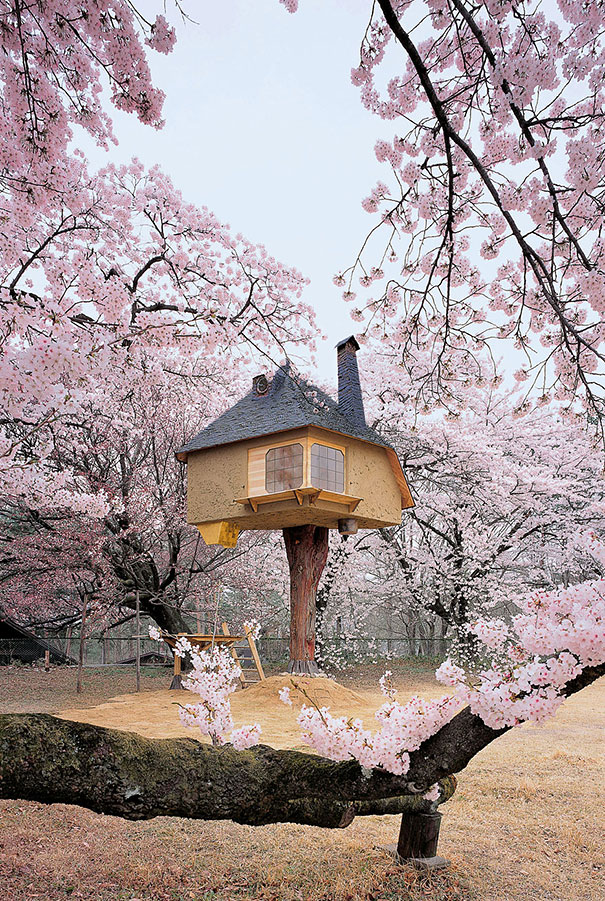 Чайный домик на дереве в Японии