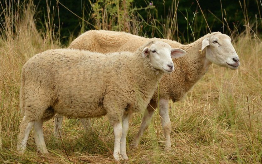 Взрослые овцы