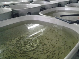 Индустриальное рыбоводство в городе Саратове