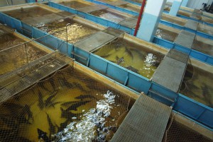Выращивание рыбы в искусственных водоемах